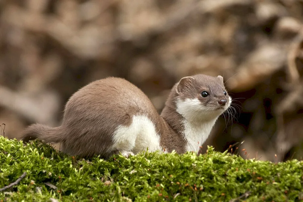 European mink Mustela nivalis