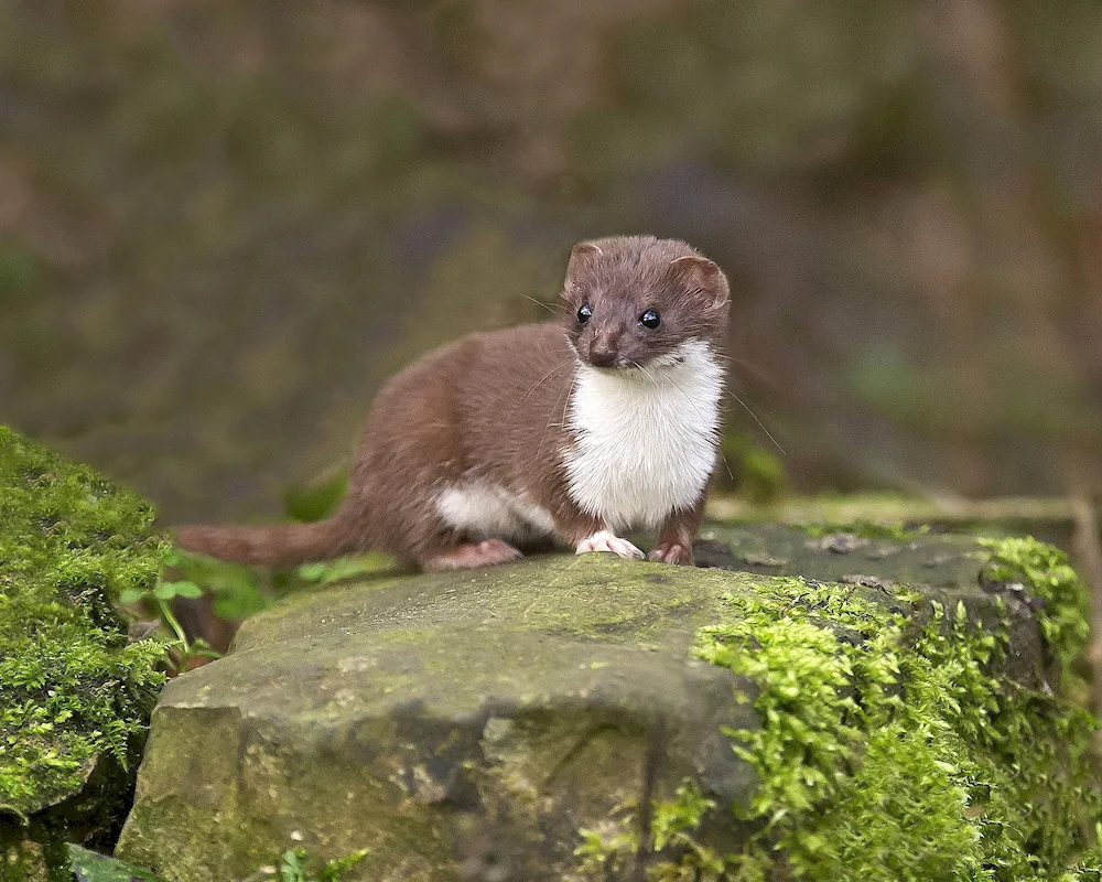 Weasel mink polecat ermine