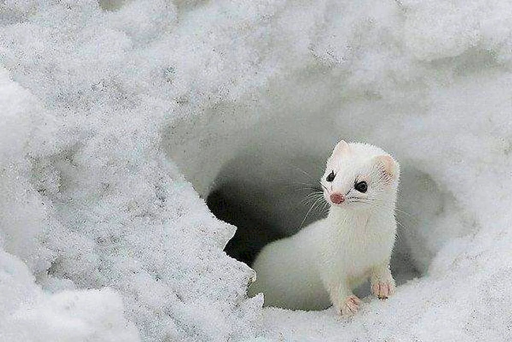 Marten weasel ermine