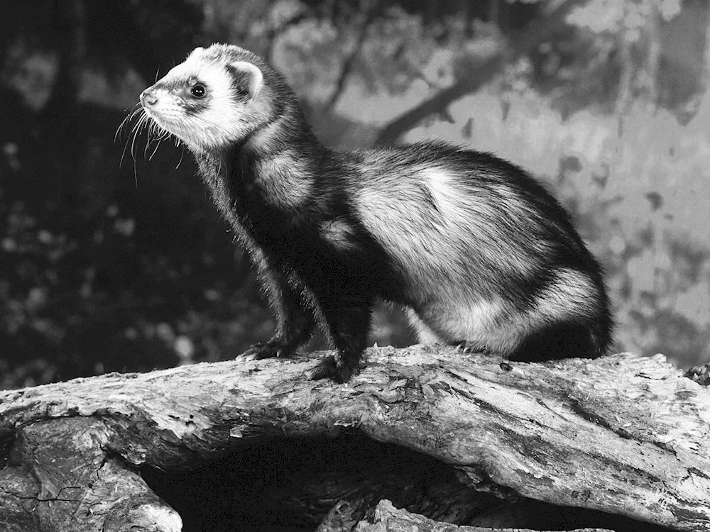 Mink weasel polecat stoat