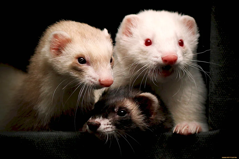 Fox mink mink ferret ermine