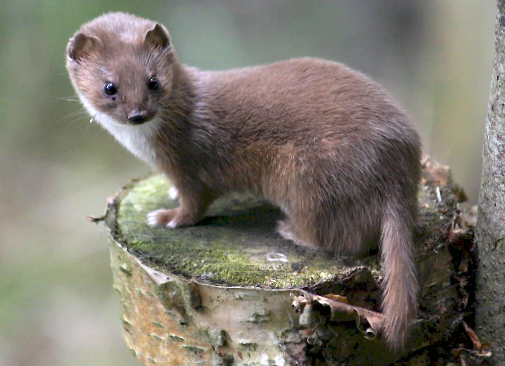 Weasel common Mustela nivalis