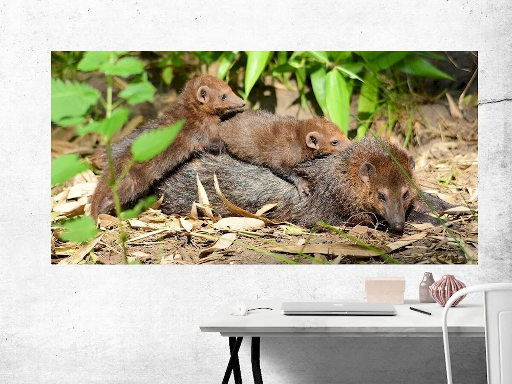 Weasel family