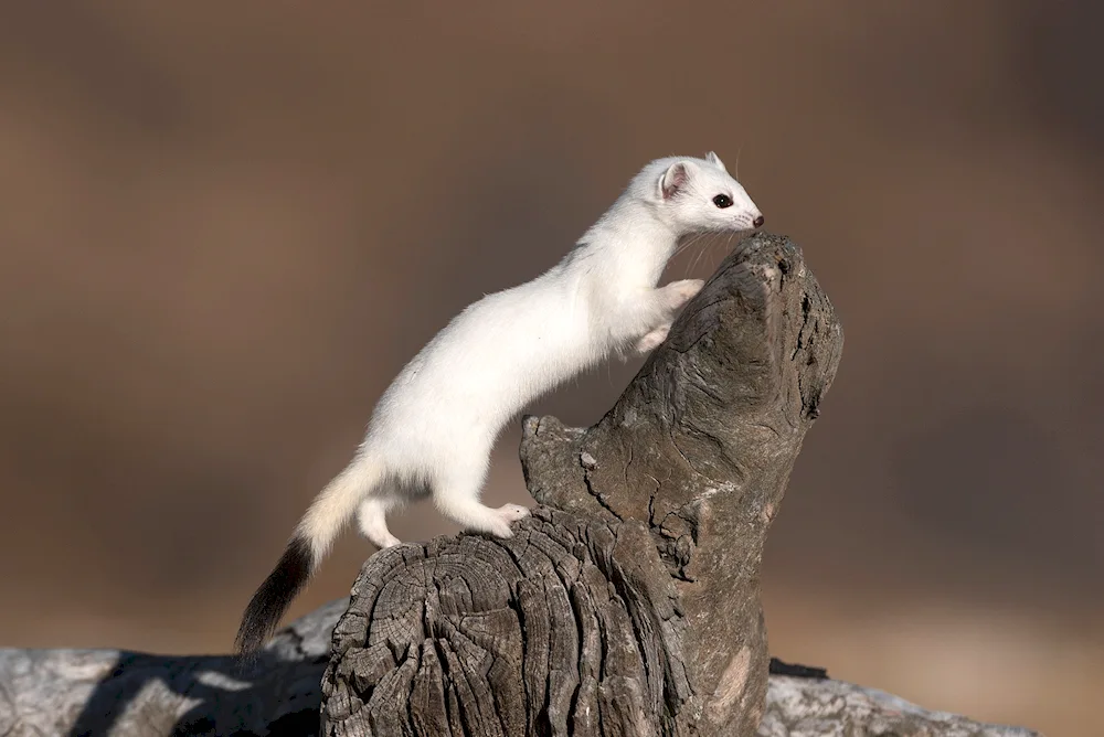 Mustela nivalis