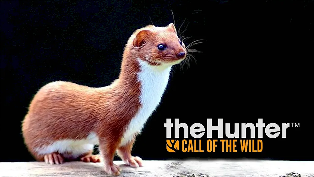 Weasel animal