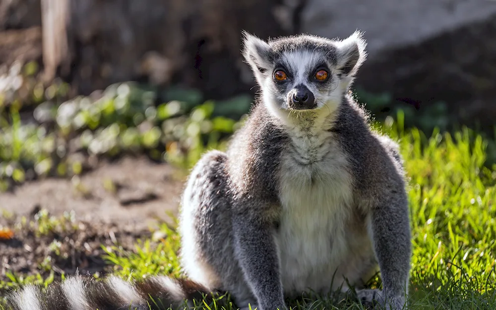 Dwarf lemur Lori