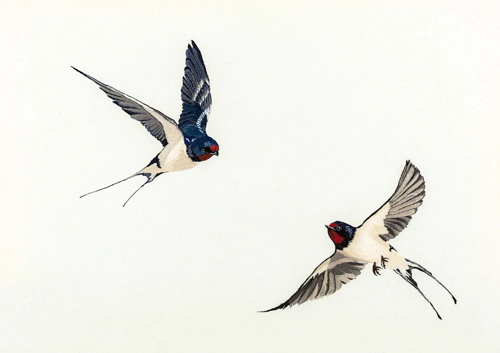 Swallow