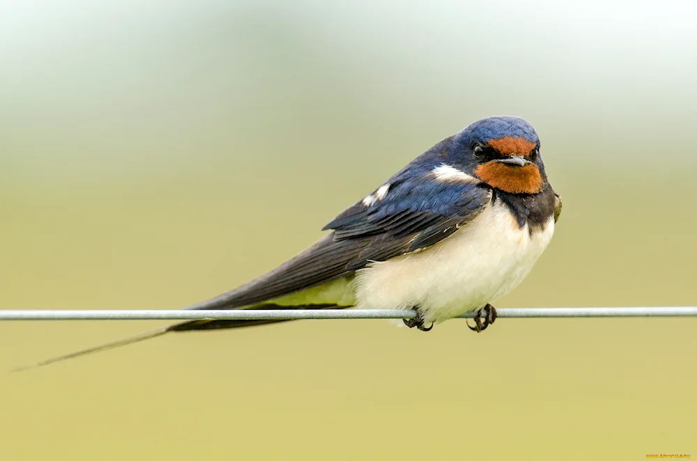 Swallow