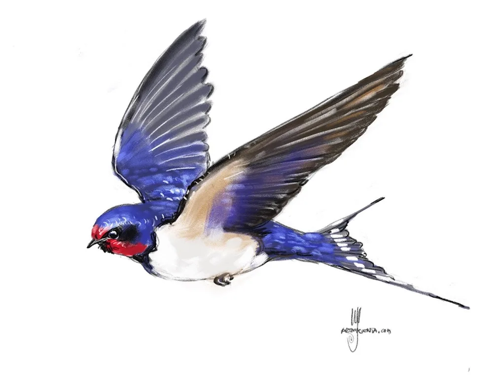 Swallow bird