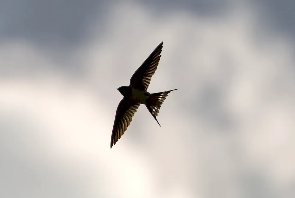 An eagle-tailed swift. bird