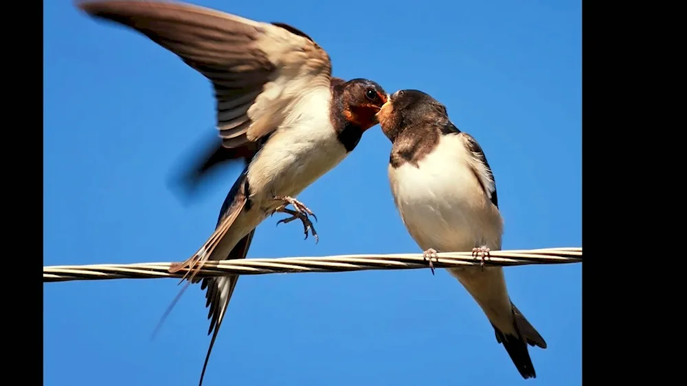 Swallows