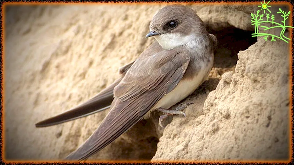 Angle-tailed Swift