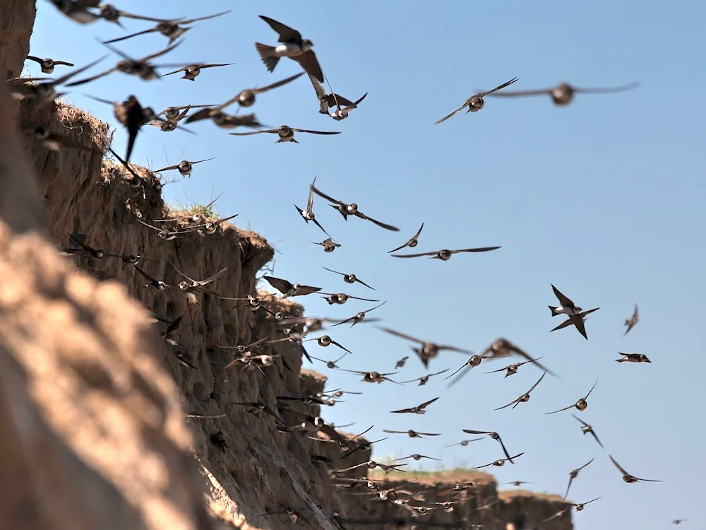 Swallow Swallow and Swifts