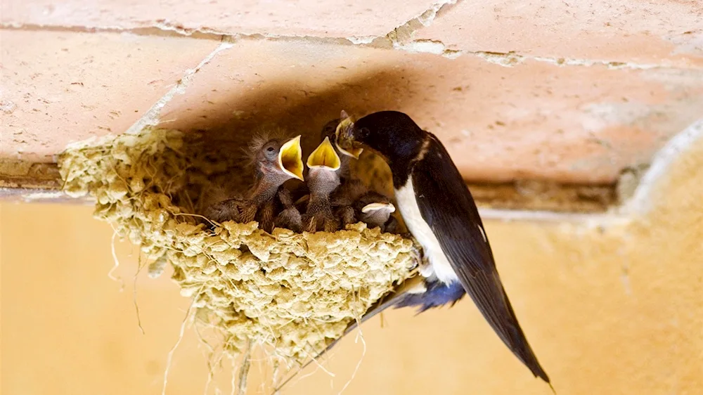Birch swallow nesting chicks
