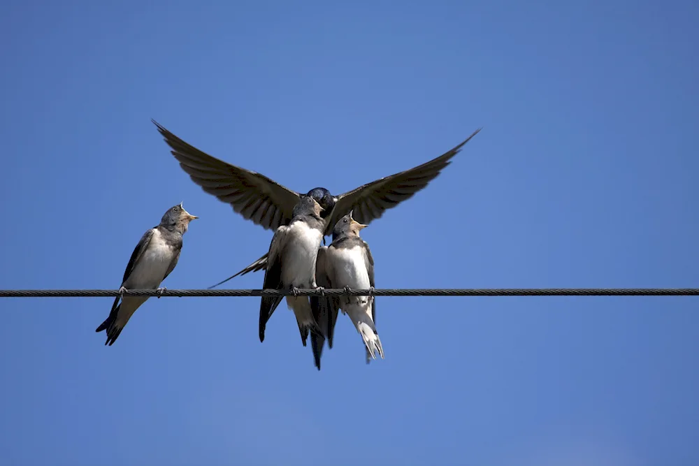 Swallow and Swifts are migratory birds