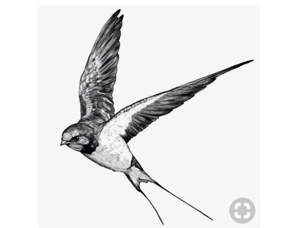 Swallow bird