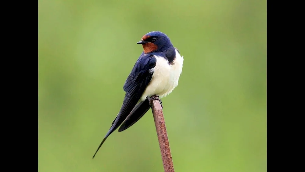 Swallow Migratory bird