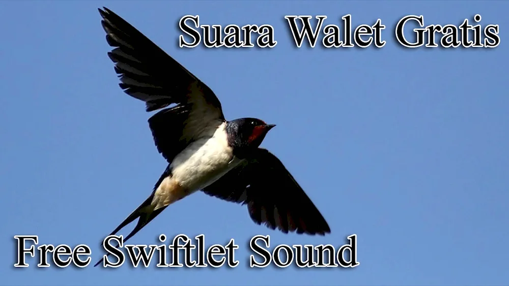 Swallow Migratory bird