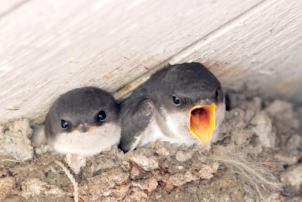 Rustic swallow nest