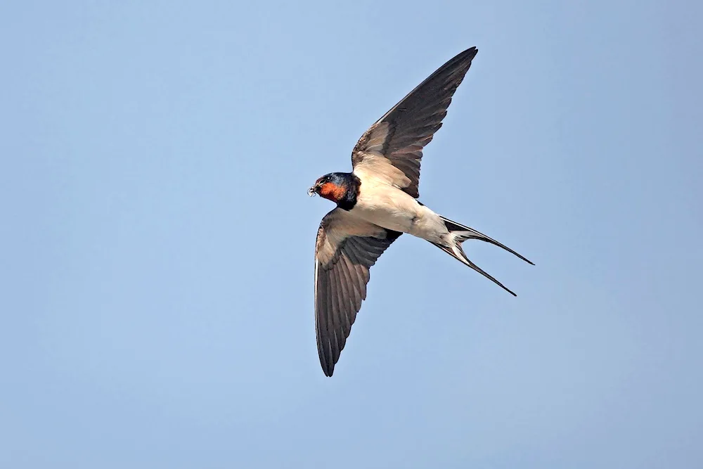 Swallow