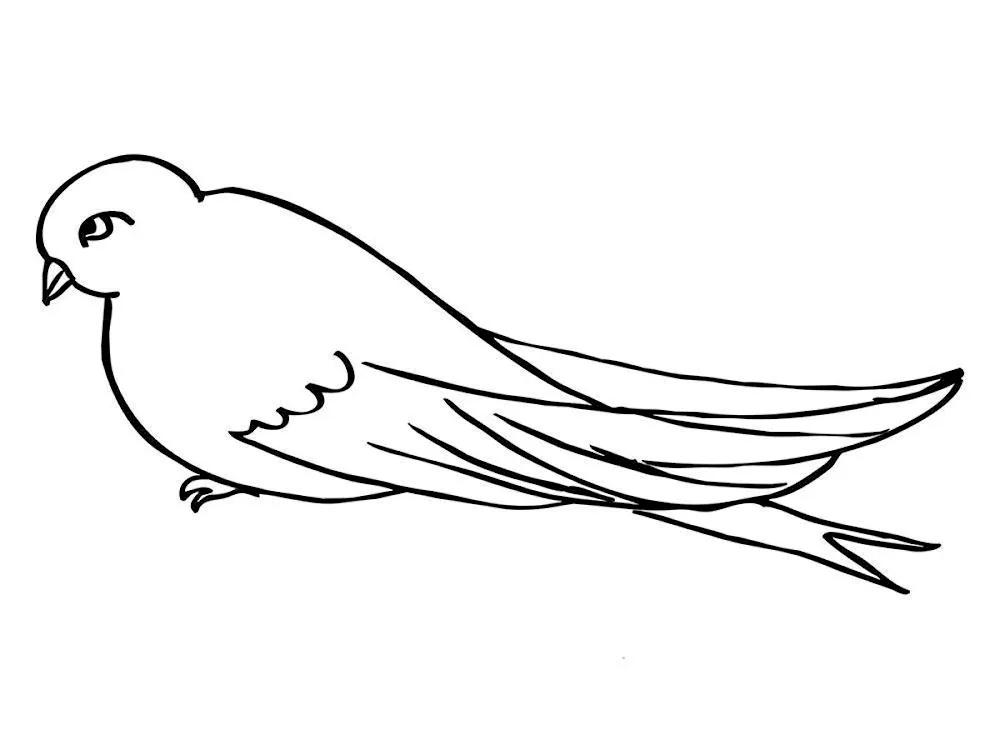 Bird drawing