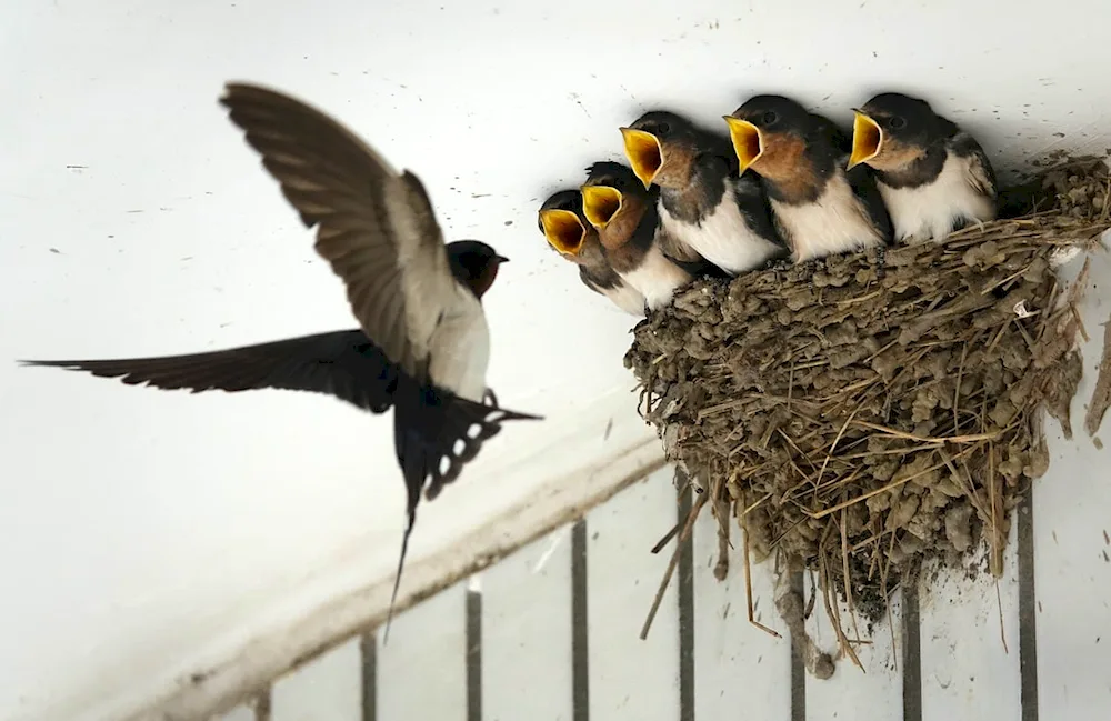 Swallow swallow nest