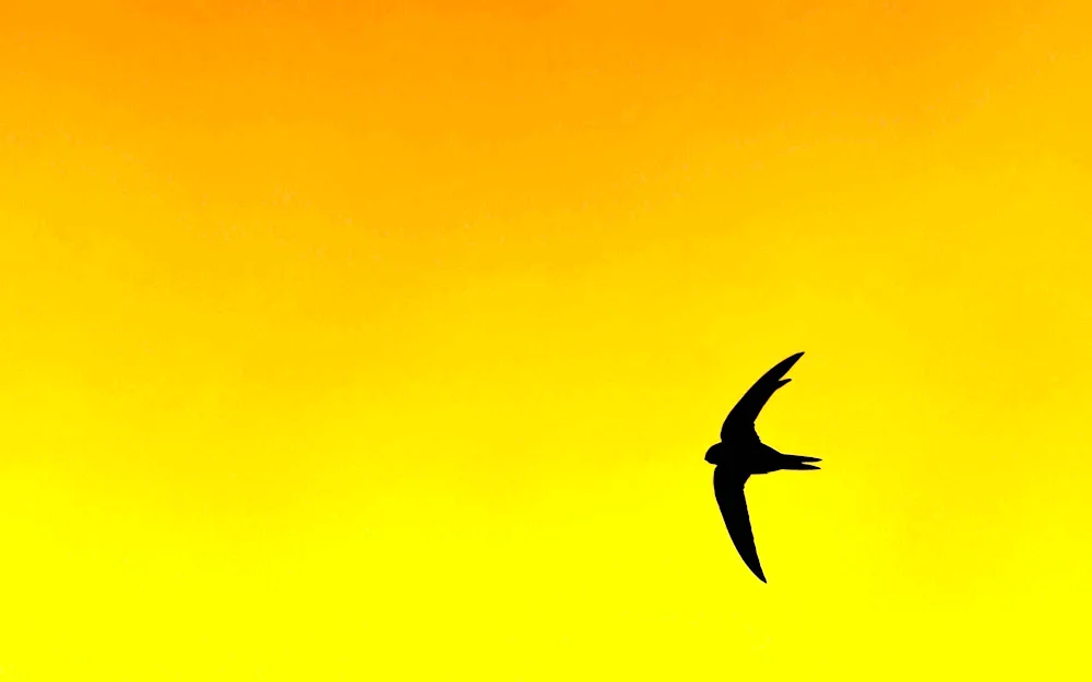 Sea Swallow Background