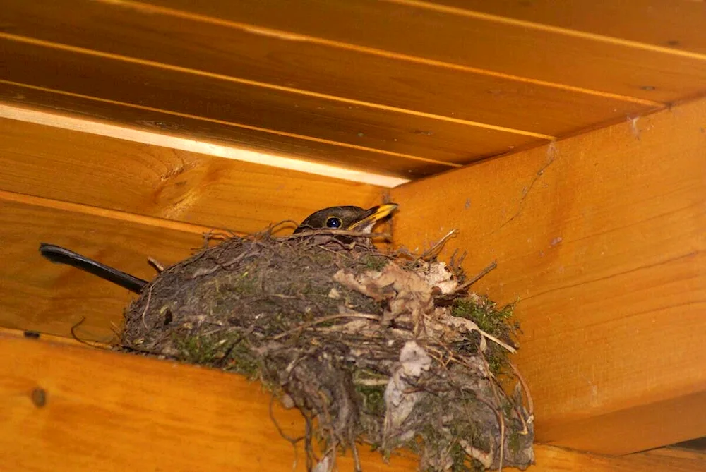Swallows