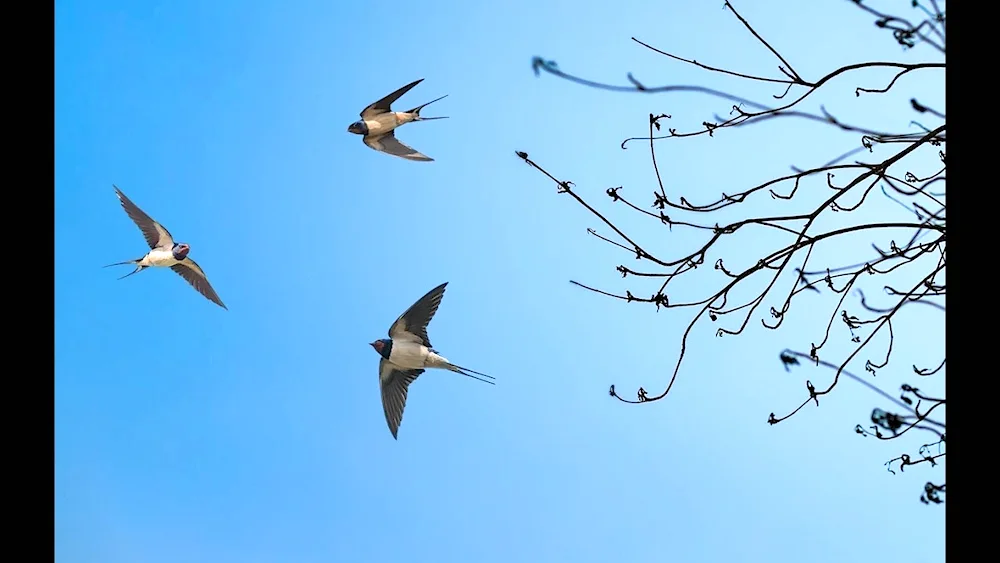 Swallows in the sky