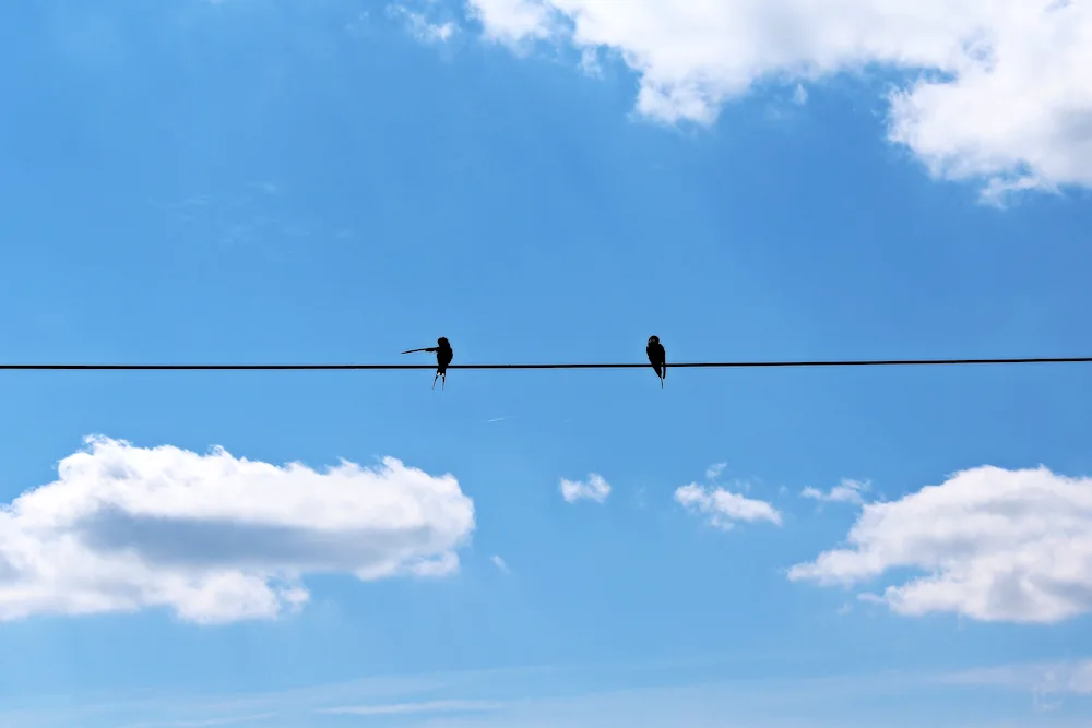 Swifts in the sky birds