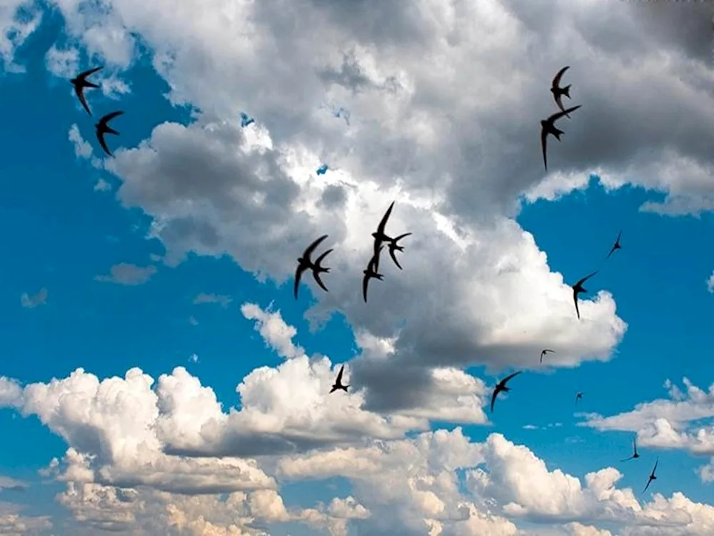 Swallows in the sky