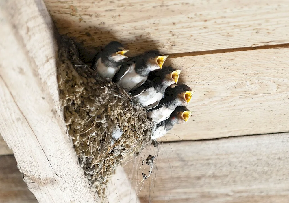 Swallow nesting bird