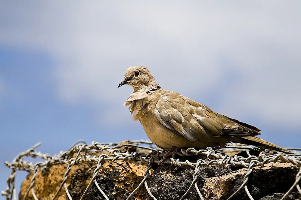 Albatross bird in Kaliningrad