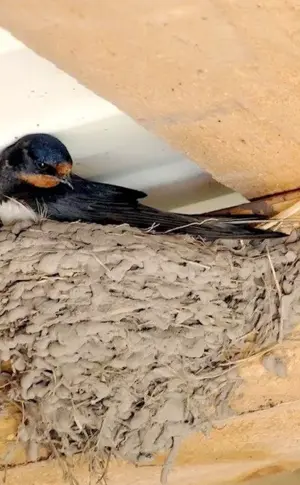 Swallow nesting bird