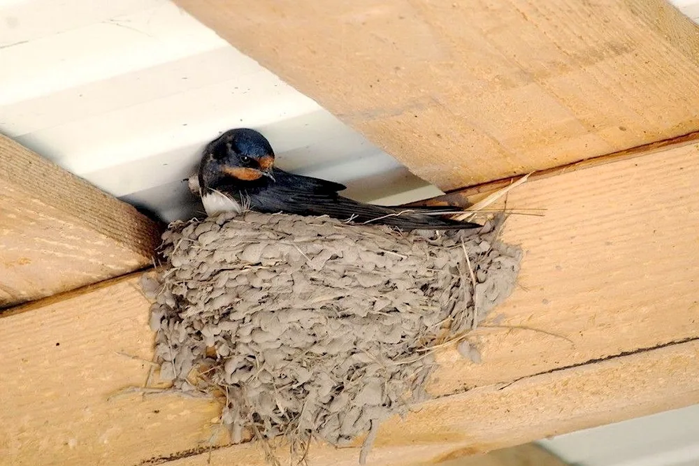 Swallow nesting bird
