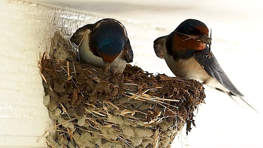 Swallow nesting bird