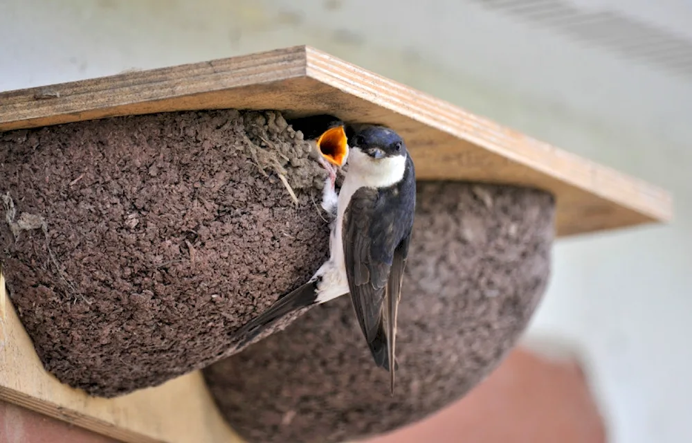 Swallow nest