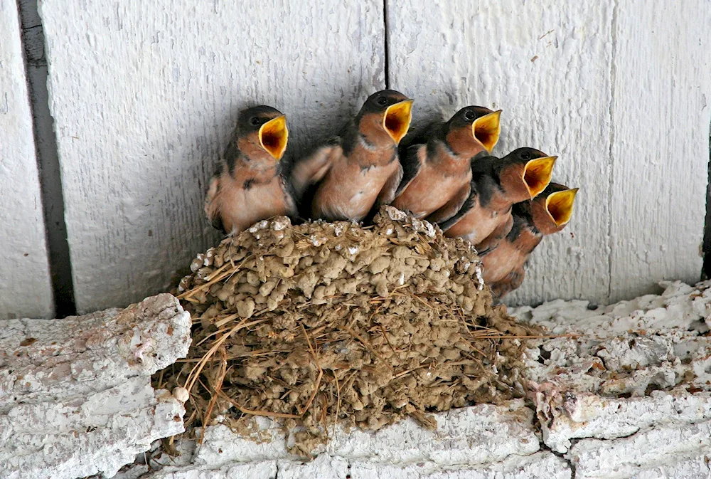 Ласточкино swallow nest with chicks