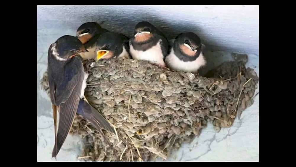 Swallow nest birds