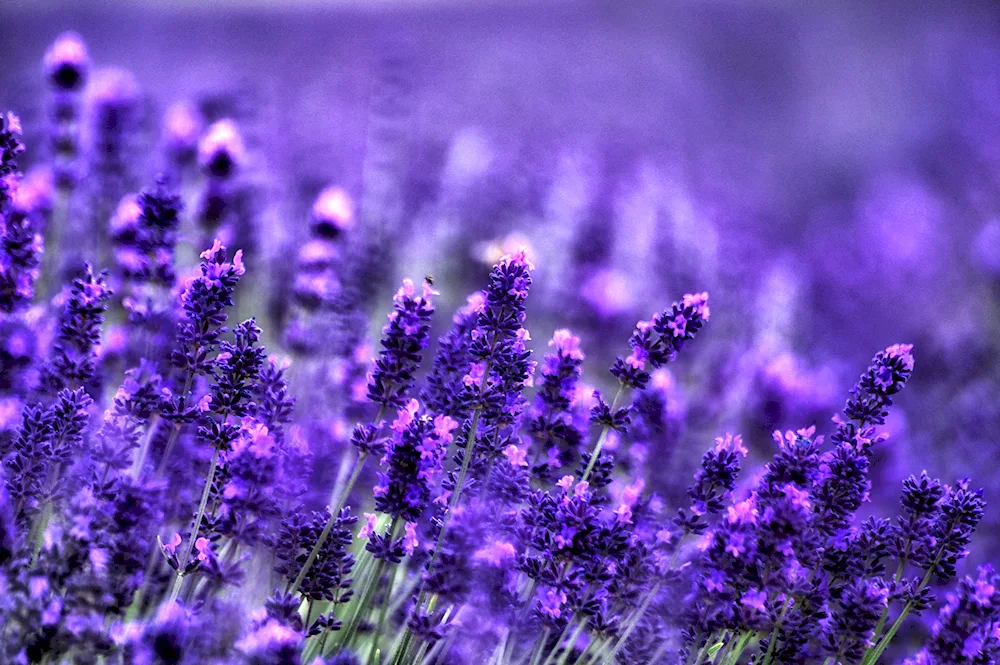 Lavender spiky