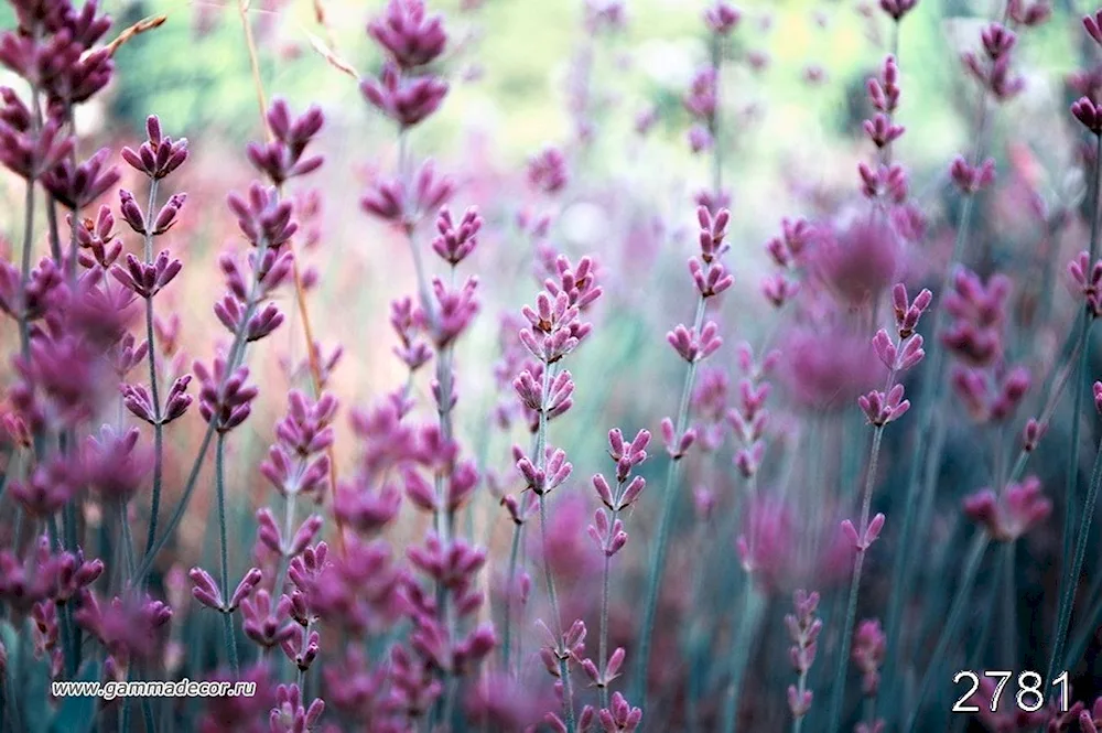 Lilac flowers