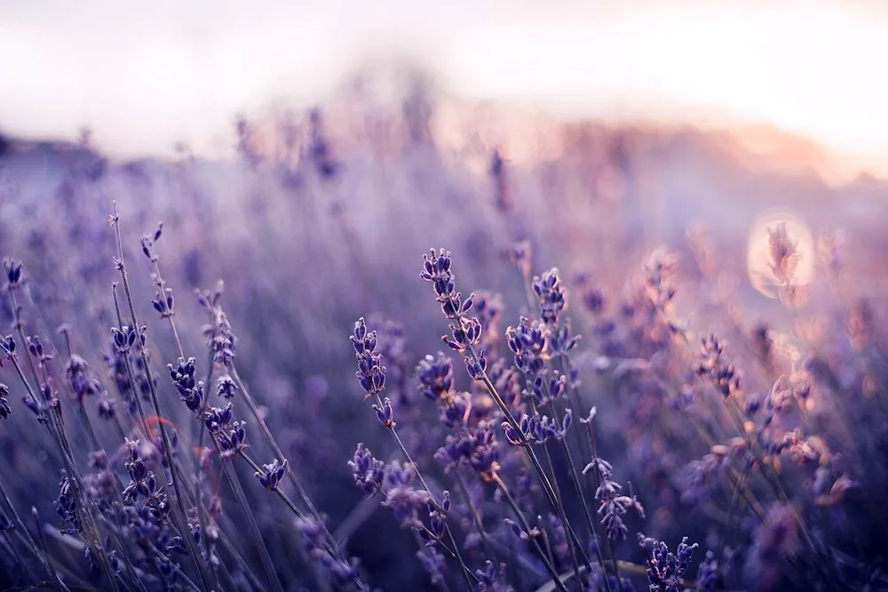 Lavender Lavender aesthetic