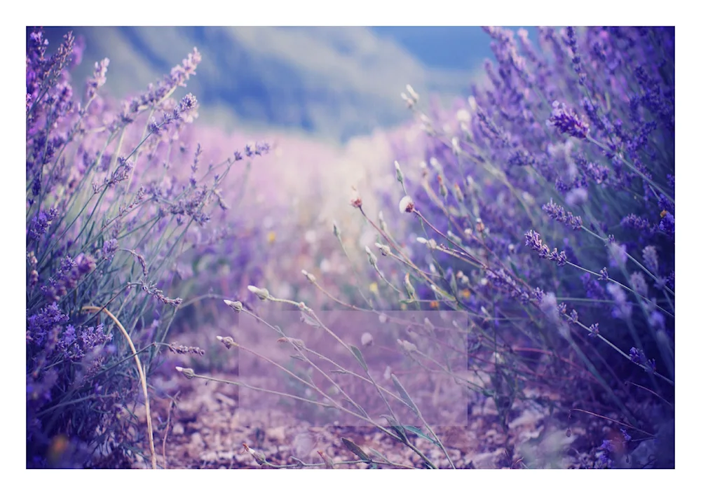 Lavender landscape in pastel colours Beautiful sea