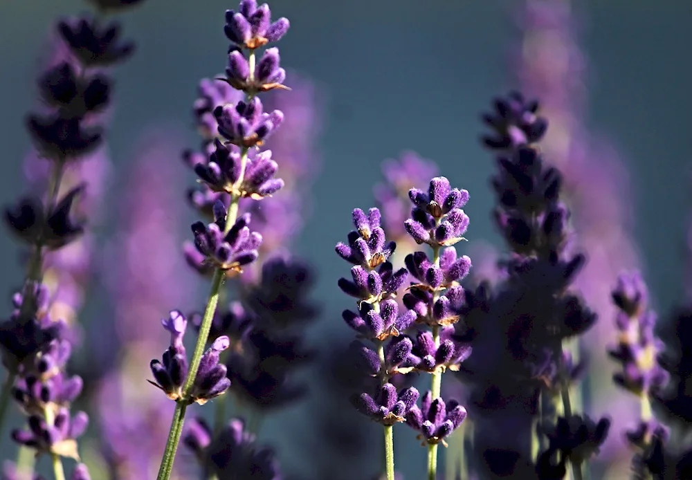 Floral background