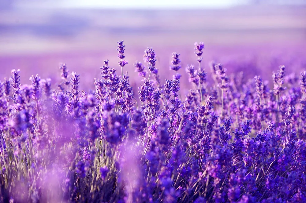 Lavender sage heather