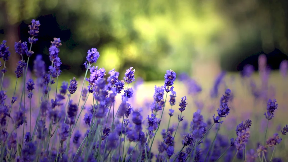 Lavender heather Verbena