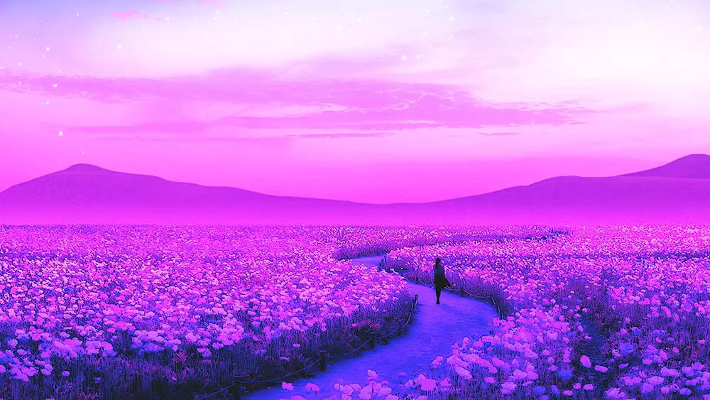 Lavender fields in Hokkaido