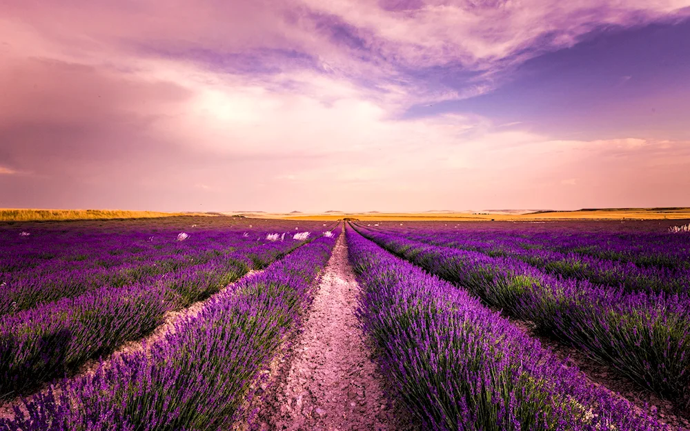 Lavender fields in France