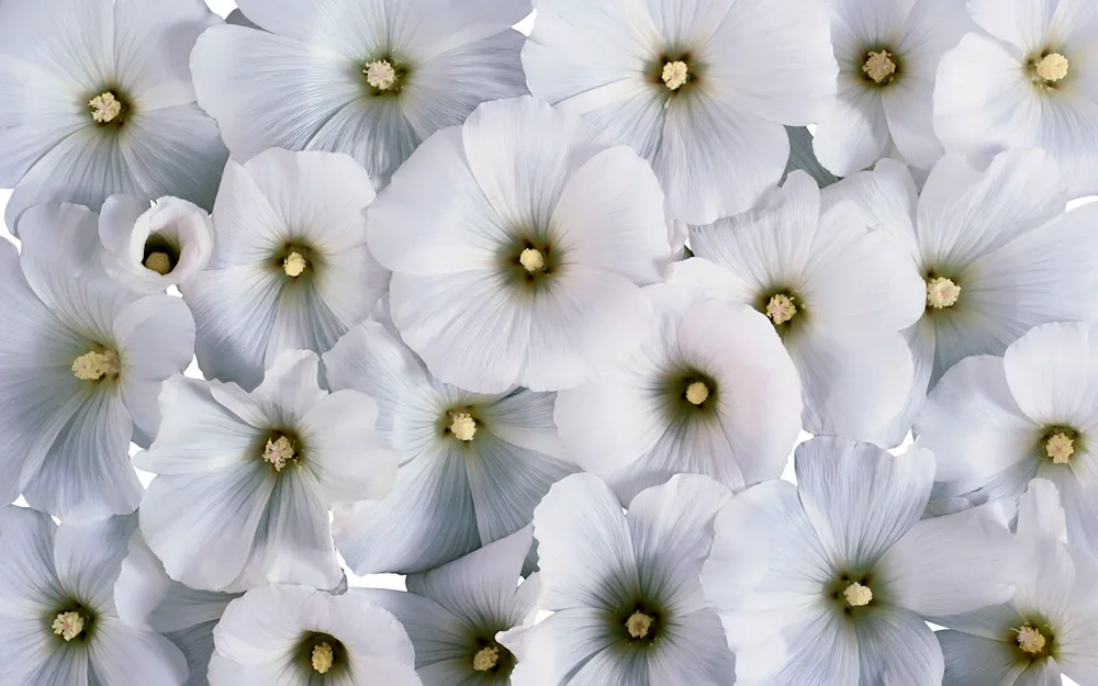 White flowers