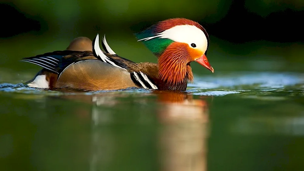 Lazovsky Reserve Mandarin duck Mandarin duck Mandarinka